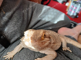 Breaded dragon