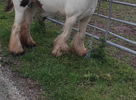 Red and white mare