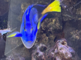Regal Tang (Dory) 3-4inch