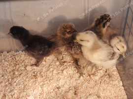 Silkie chick's