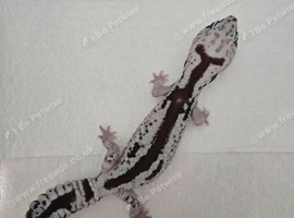 CB25 1.1 Fat Tail Geckos