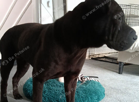 Black KC reg sharpei