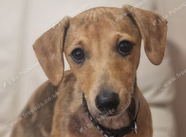 Dachshund famale