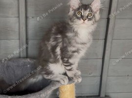 TICA registered Maine coon kittens available