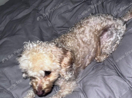 Cockapoo for sale