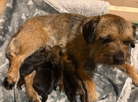 KC Registered Slem clear Border Terrier Pups
