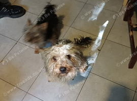 8 to 9 months yorkiepoos