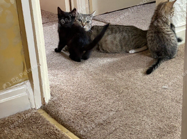 3 lovely kittens for sale