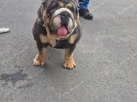 Blue and tan female 3 year old