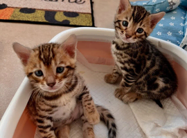 Bengal Kitten Girl