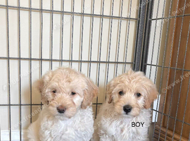 Gorgeous F1B Cockapoo puppies ready now