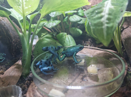 Poison dart frogs and enclosure
