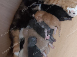 7 health gorgeous bsh Cross kittens ready 29th August