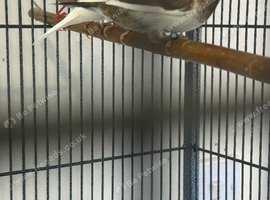 Bengalese finches