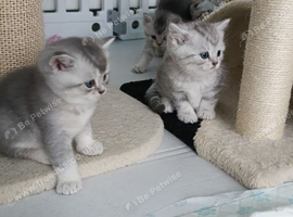 Last kitten