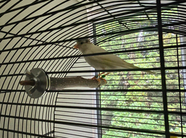 Beautiful Pair of crested canaries