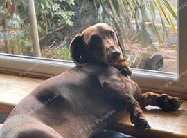 Pedigree standard chocolate for stud