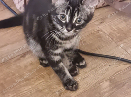 Bengal x Norwegian Forrest kittens