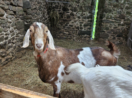 Anglo Nubian-cross nanny goat