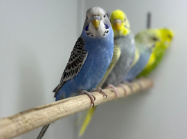 Baby budgies