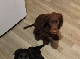 2 beautiful 7 mouth old puppies free to a good home