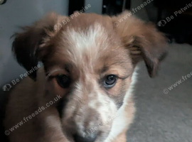 Border collie puppy