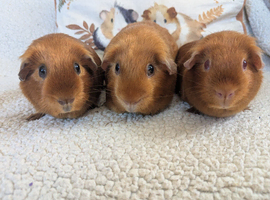 In search of experienced guinea pig person for home visit holiday feeding