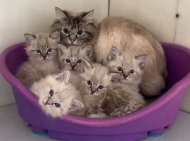 Beautiful Ragdolls