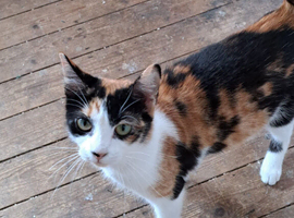 Female cat