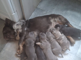 Meet The Rainbow Litter