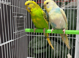 Few pair of budgies with separate cage