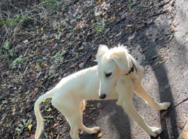 Saluki greyhound pup