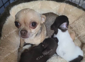 Adorable Chihuahua puppies.