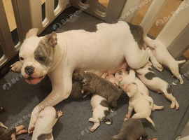 Chunky American Bulldog x English Bulldog x Staffy Puppies