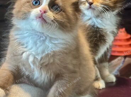 Rare Cherubim Ragdolls
