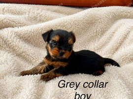 Beautiful yorkshire terrier puppies
