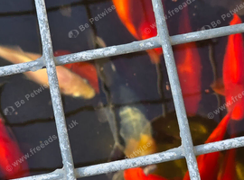 Koi fish