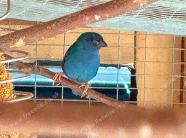 Wanted!! Blue face parrot finch
