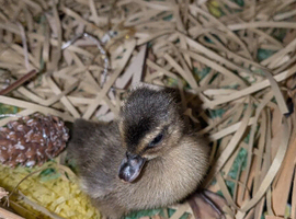 Call duckling available day old