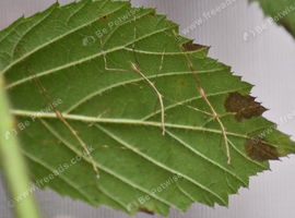 Vietnamese Stick Insect Nymphs