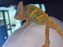 Chameleon + full set up with extra bulbs etc