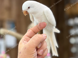 White quaker