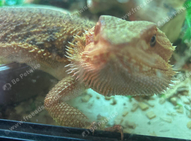 Bearded Dragon with Full Setup