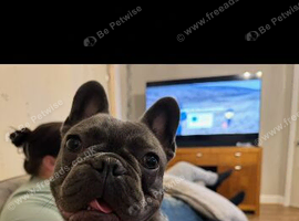 French bulldog