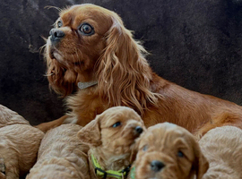 One Adorable miniature F1 red Cavapoo male