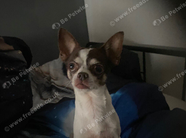 Deer legged boy chihuahua