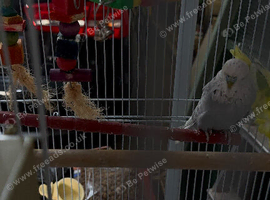 Budgies black faced helicopter