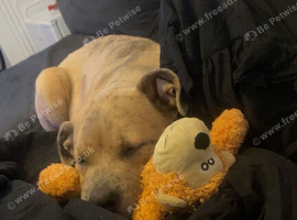 6 month old puppy