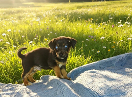 Jack Russell pup for sale