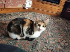 Looking to re-home these 4  lovely cats